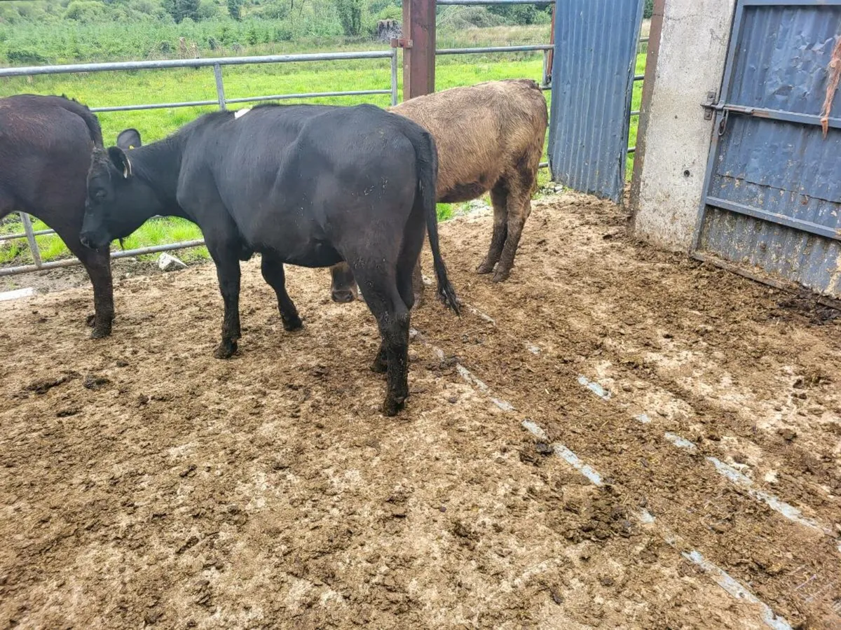 Aberdeen Angus heifers - Image 4