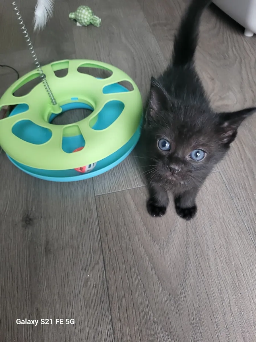 Sweet kitten - Image 2