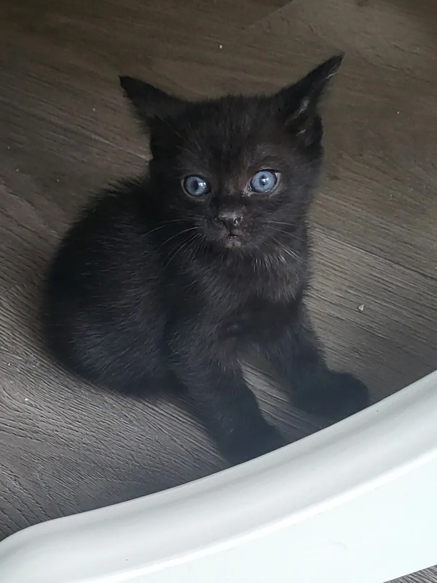 Sweet kitten - Image 3