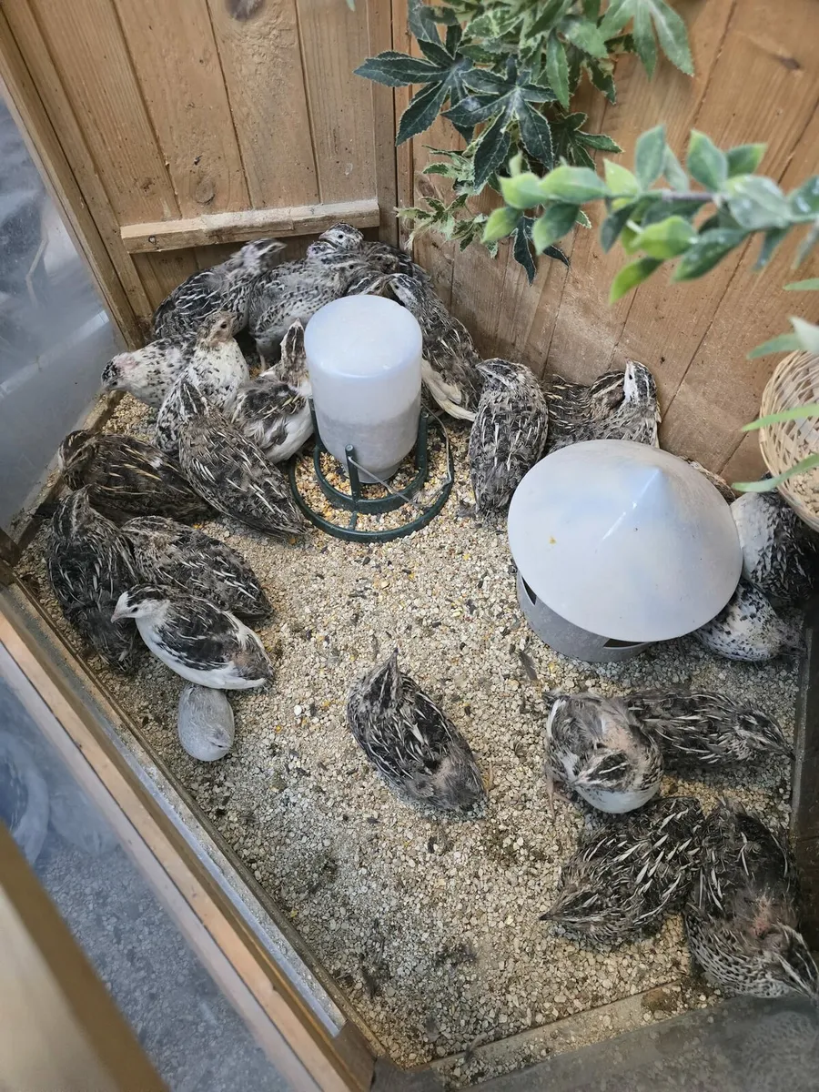 Quails - Image 3