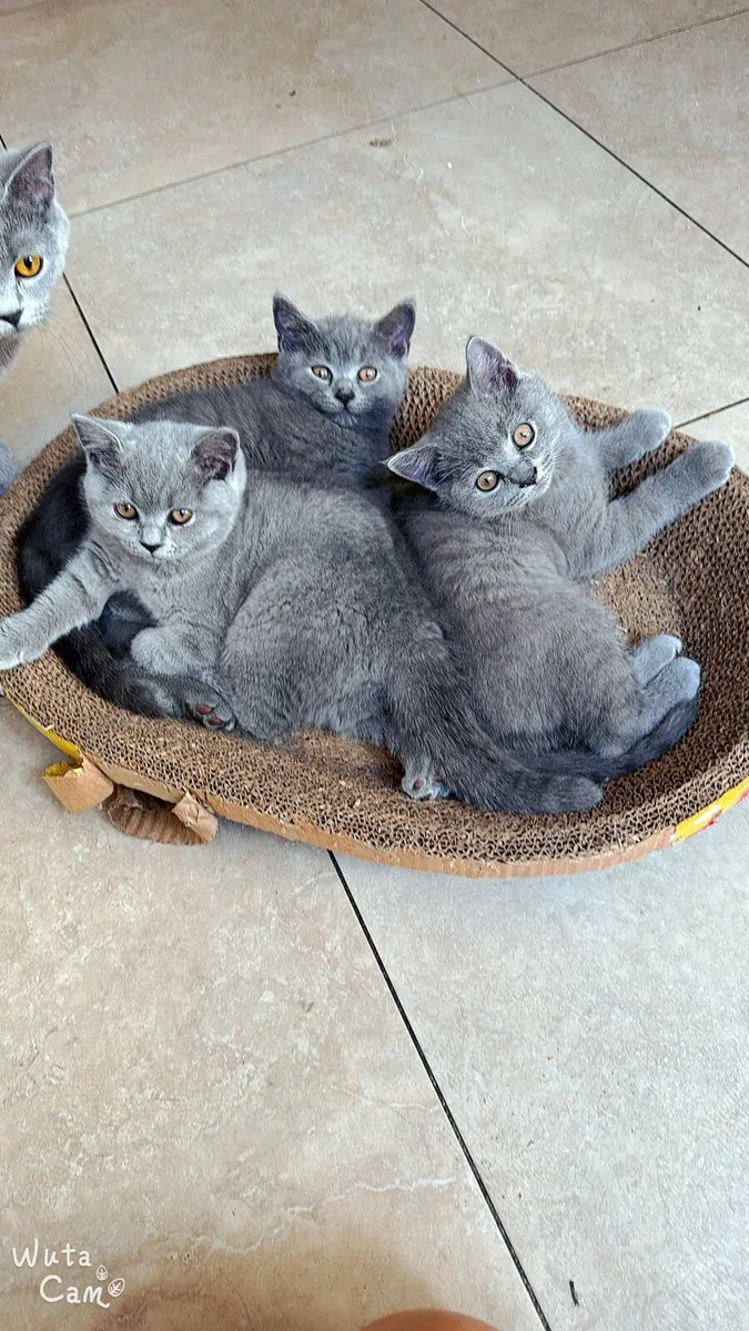British short hair kitten - Image 1