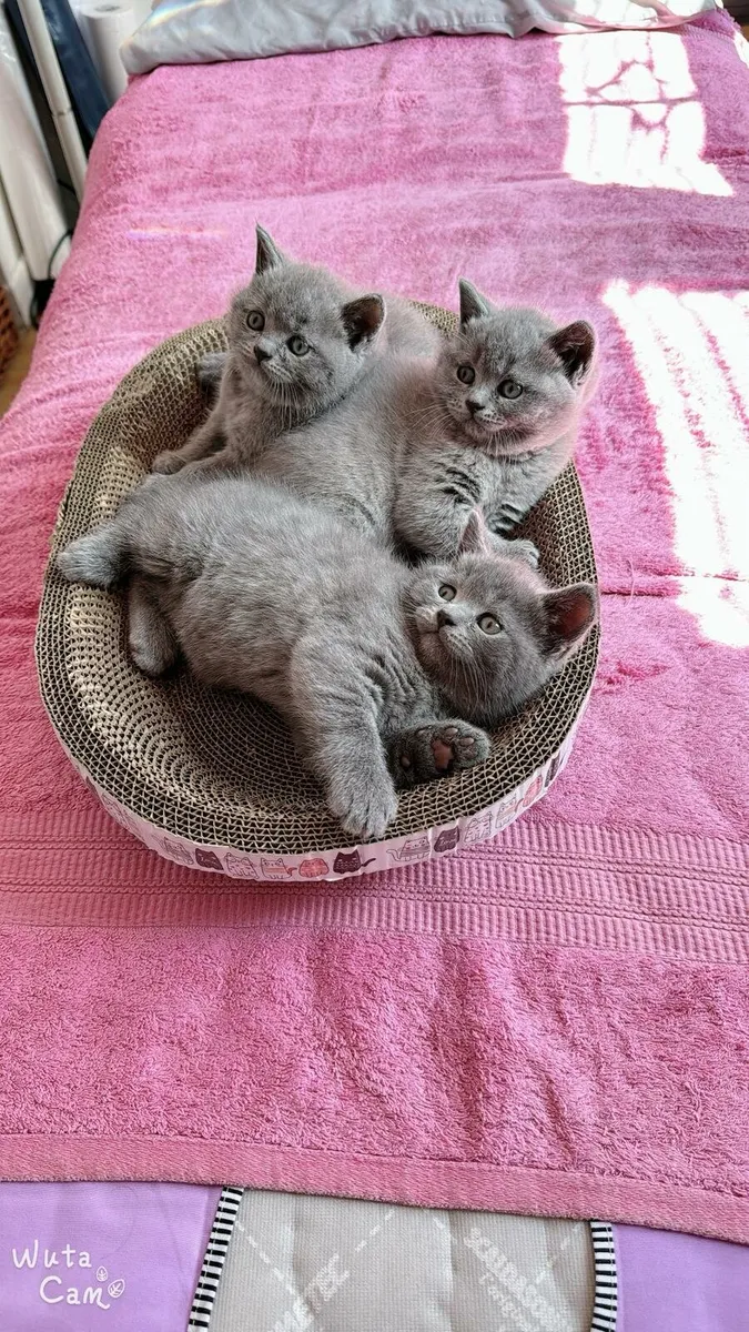 British short hair kitten - Image 2