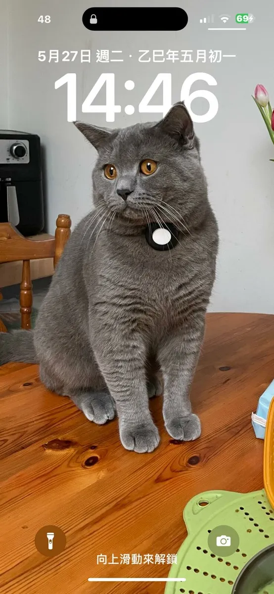 British short hair kitten - Image 3