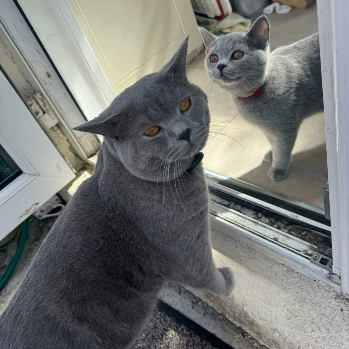 British short hair kitten - Image 4