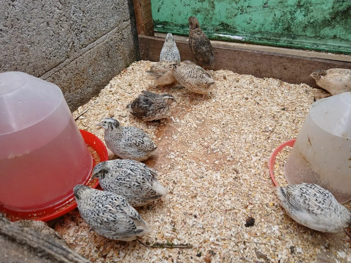 Quail - Image 1