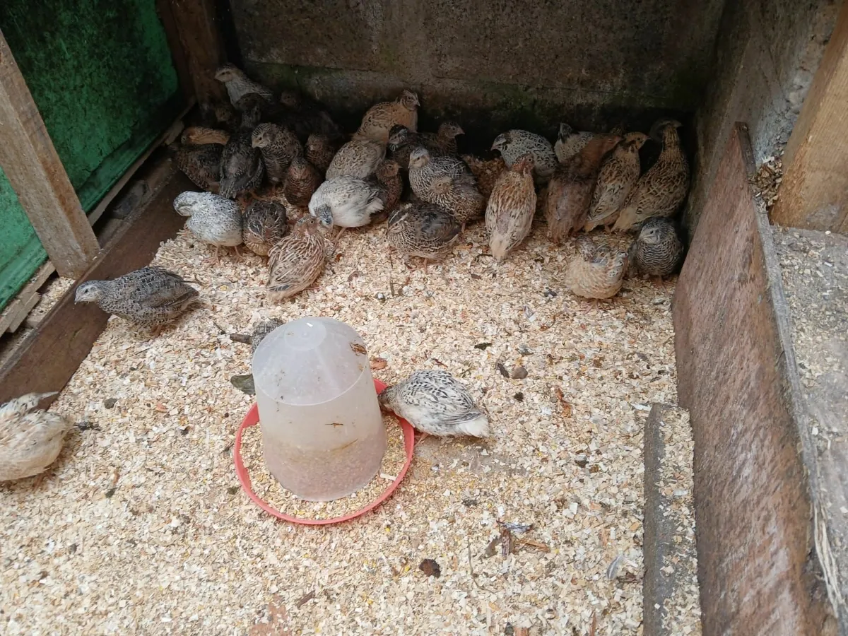 Quail - Image 2
