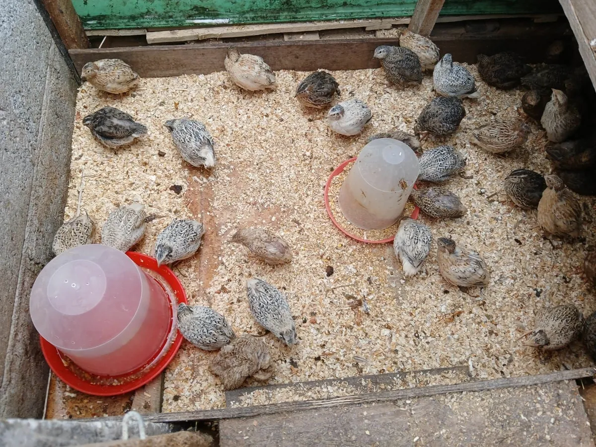 Quail - Image 3
