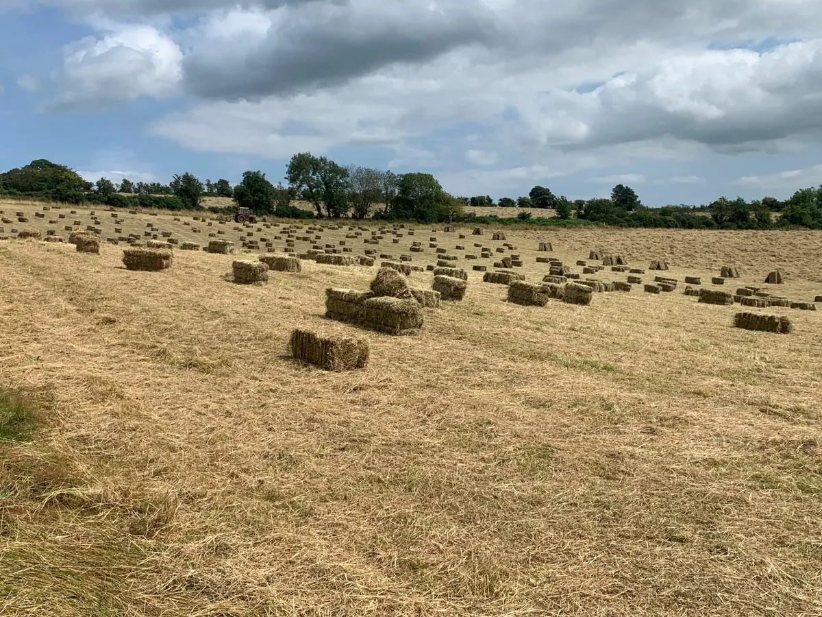 HAY (Baling Thursday / Friday) - Image 2