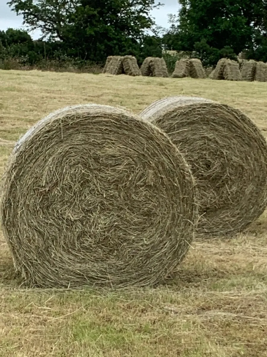 HAY (Baling Thursday / Friday) - Image 1