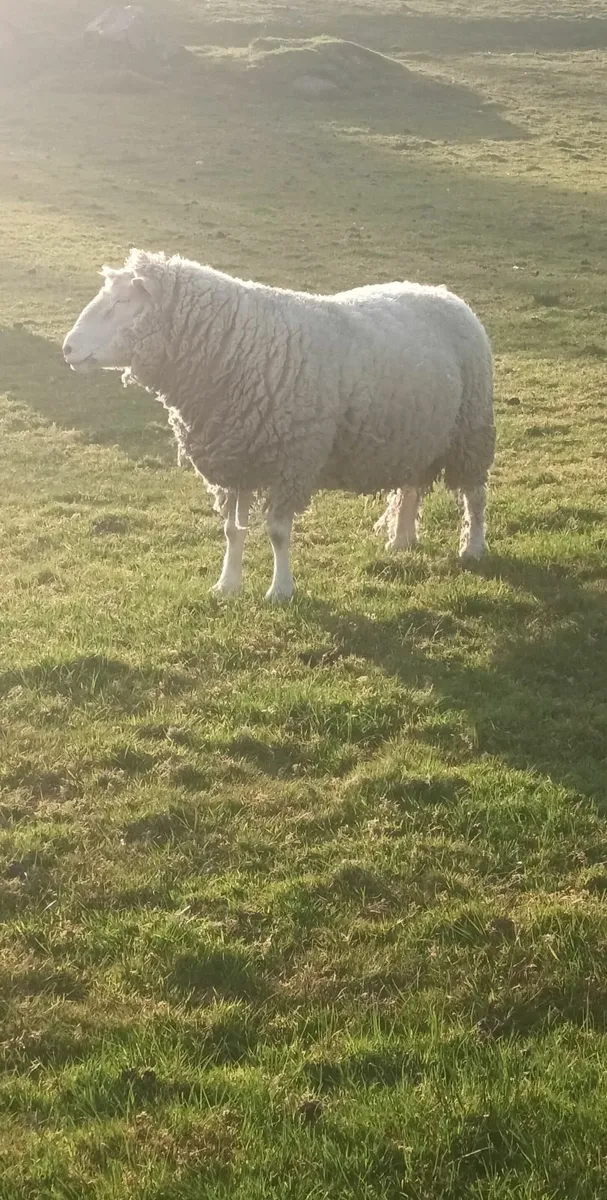 Ram - Image 2