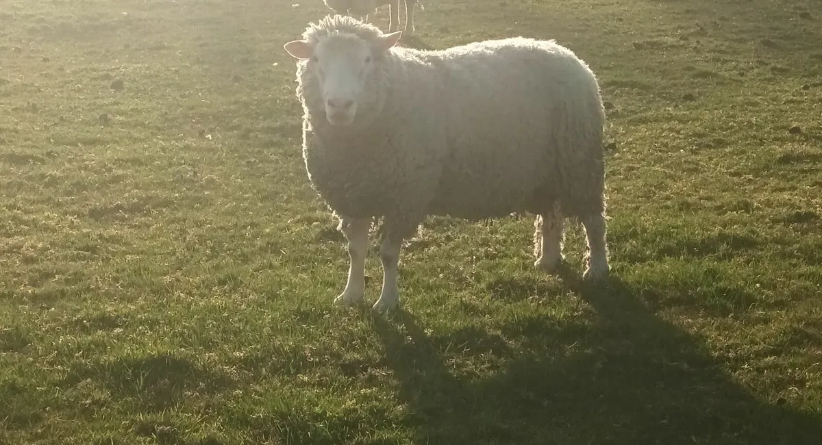 Ram - Image 1