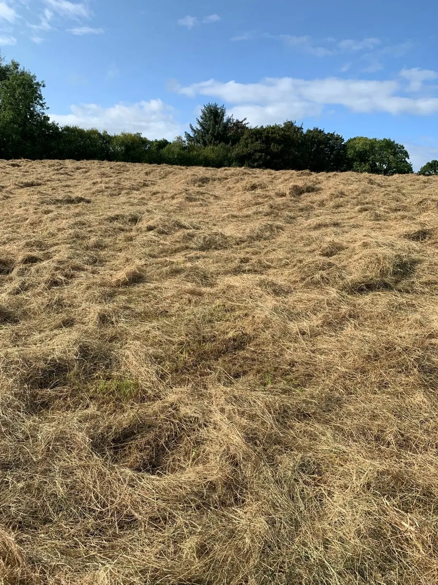 HAY (Baling Thursday / Friday) - Image 4