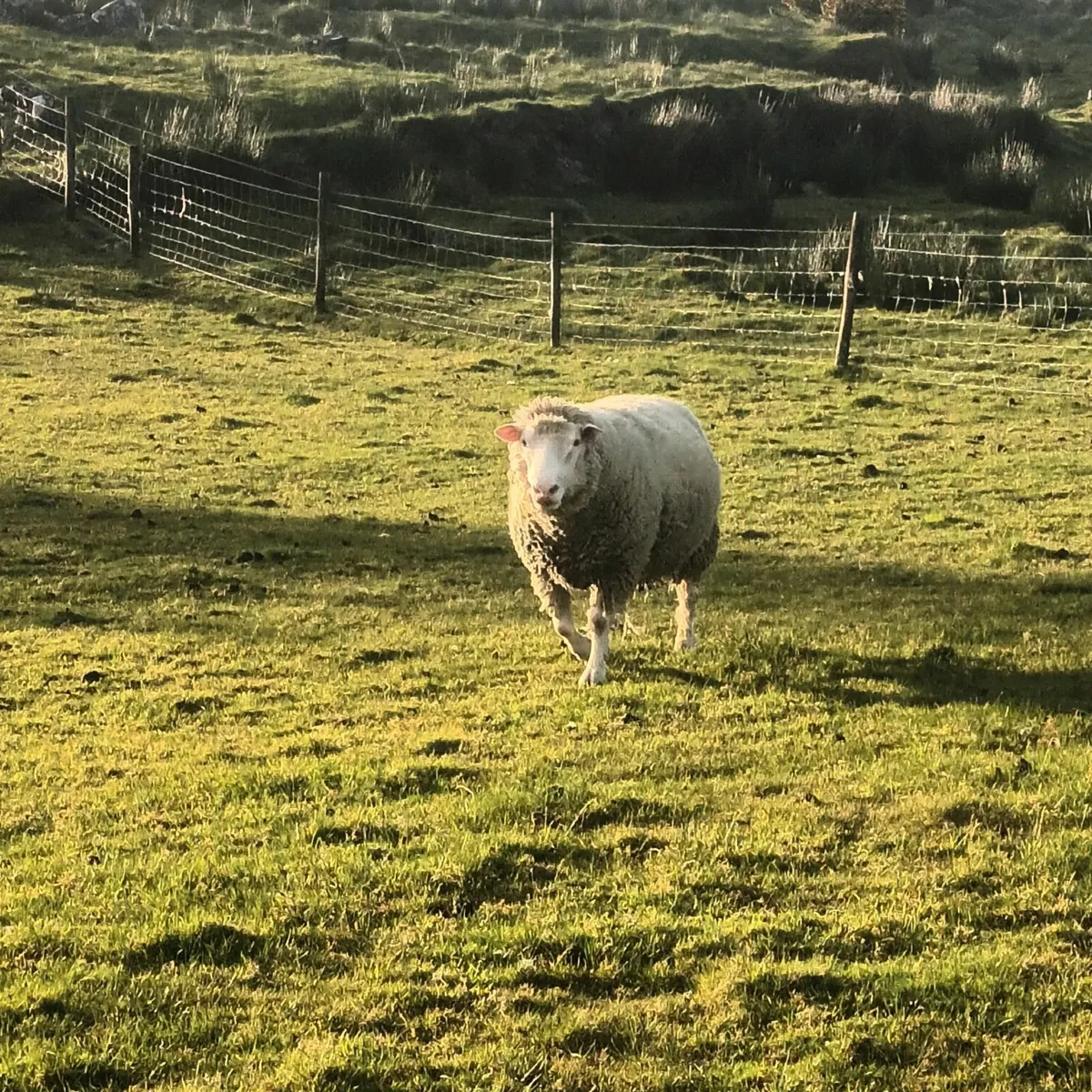 Ram - Image 3