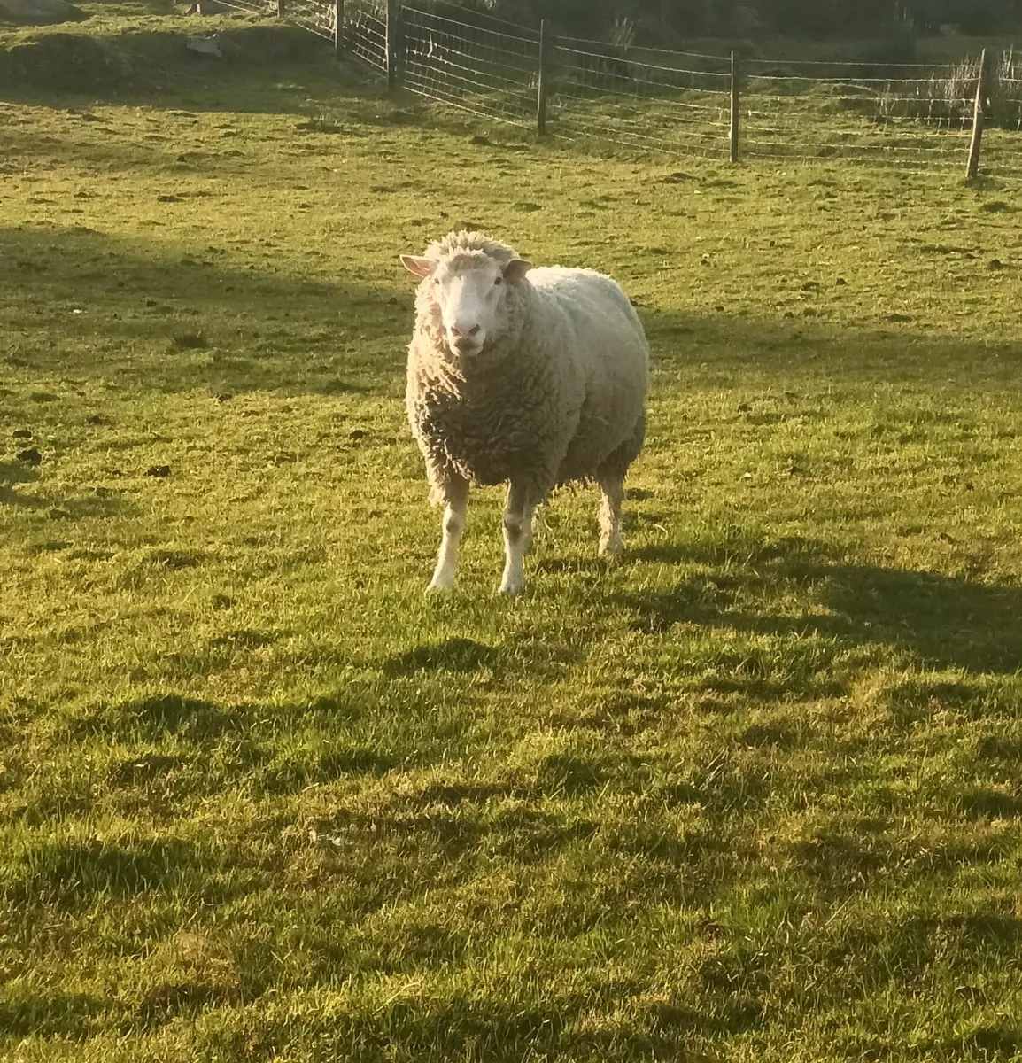Ram - Image 4