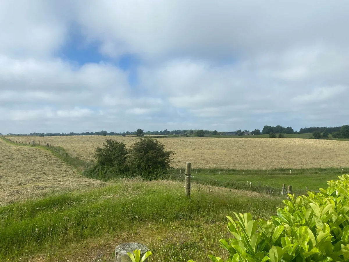 Hay for sale - Image 2