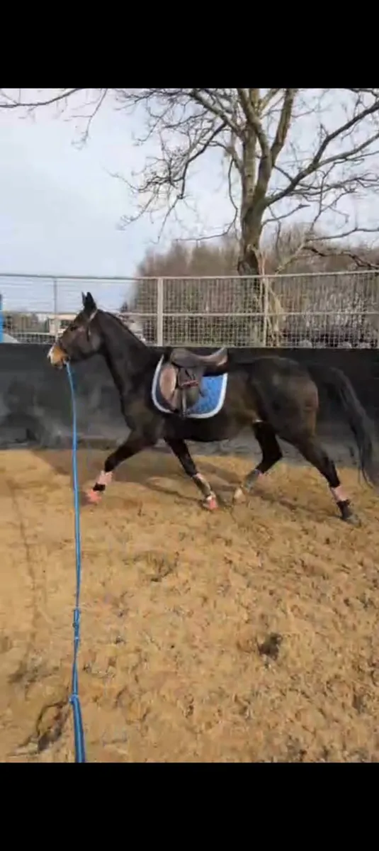 4yo 14.3h Mare - Image 2
