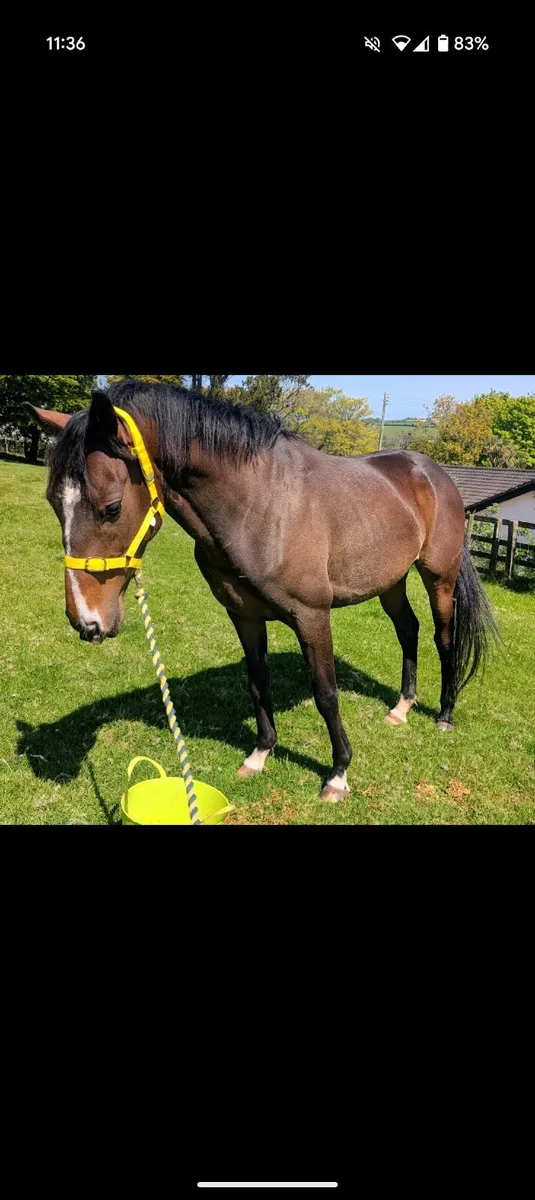 4yo 14.3h Mare - Image 1