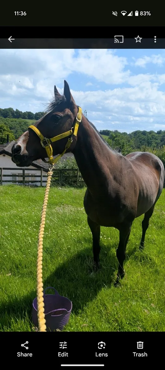 4yo 14.3h Mare - Image 4