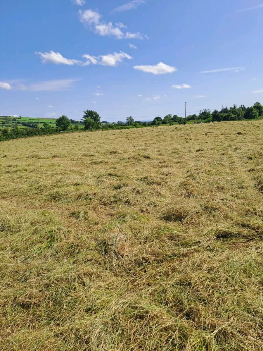 Hay for sale - Image 2