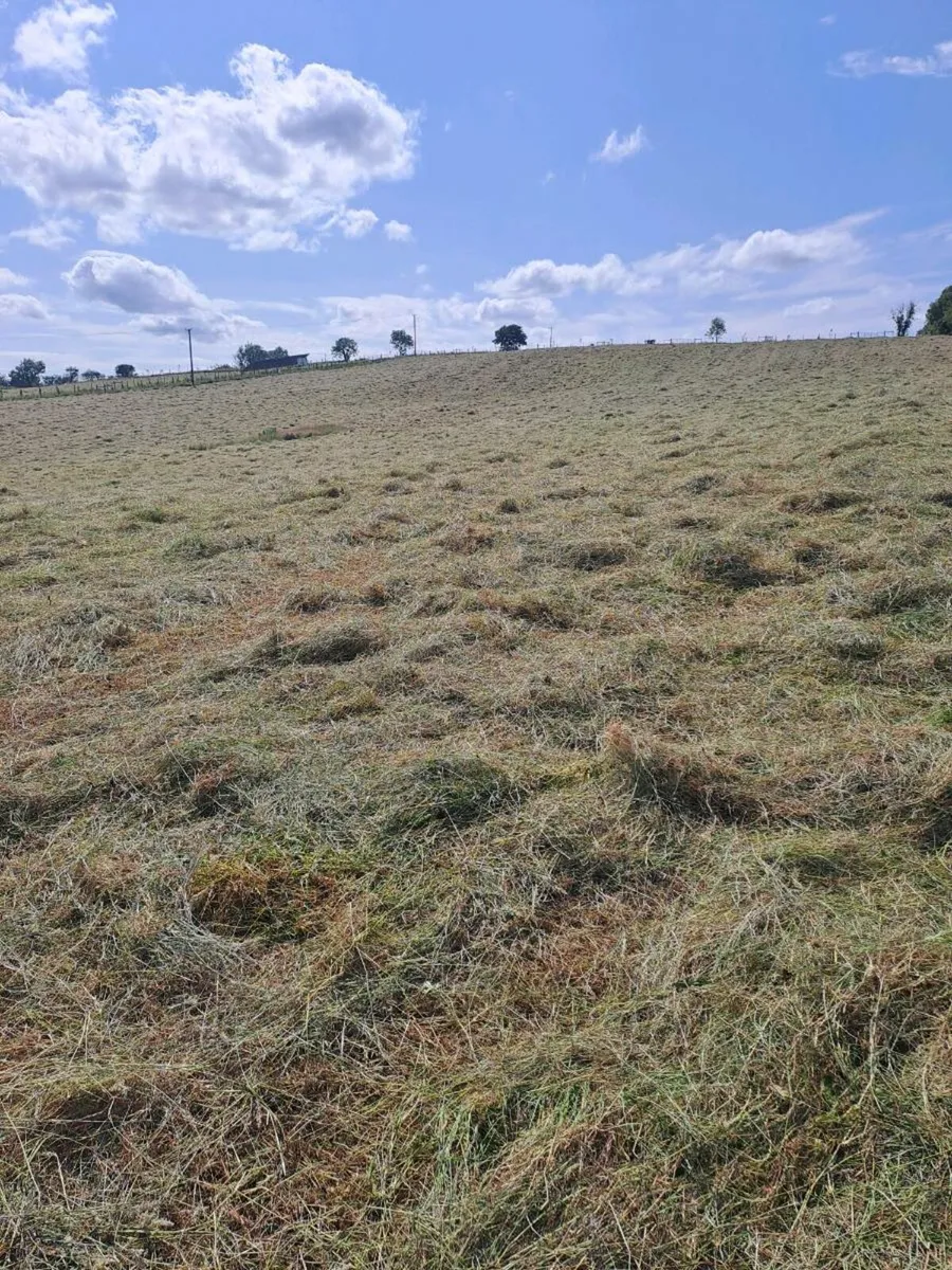 Hay for sale - Image 3