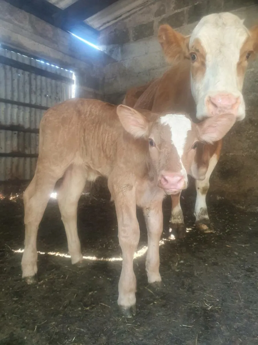 Suck Calf - Image 1