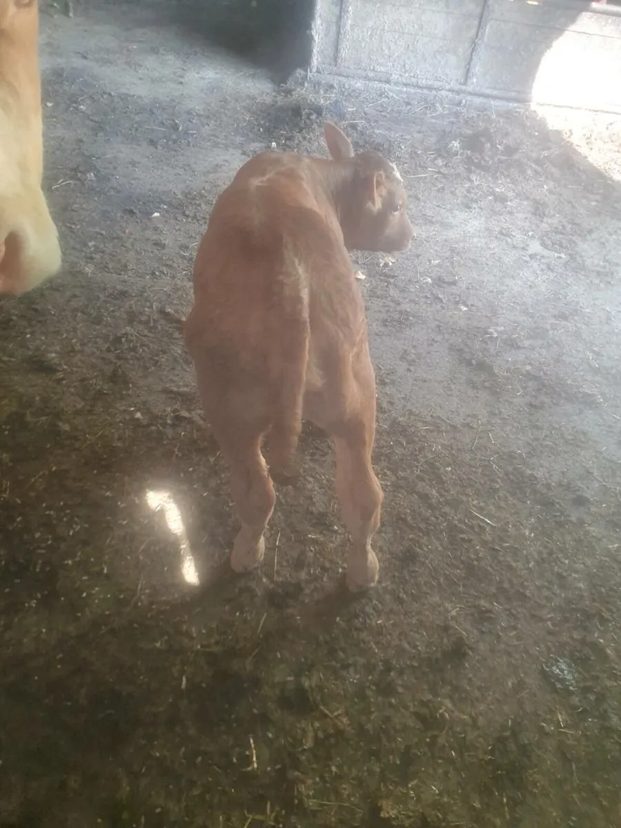 Suck Calf - Image 2