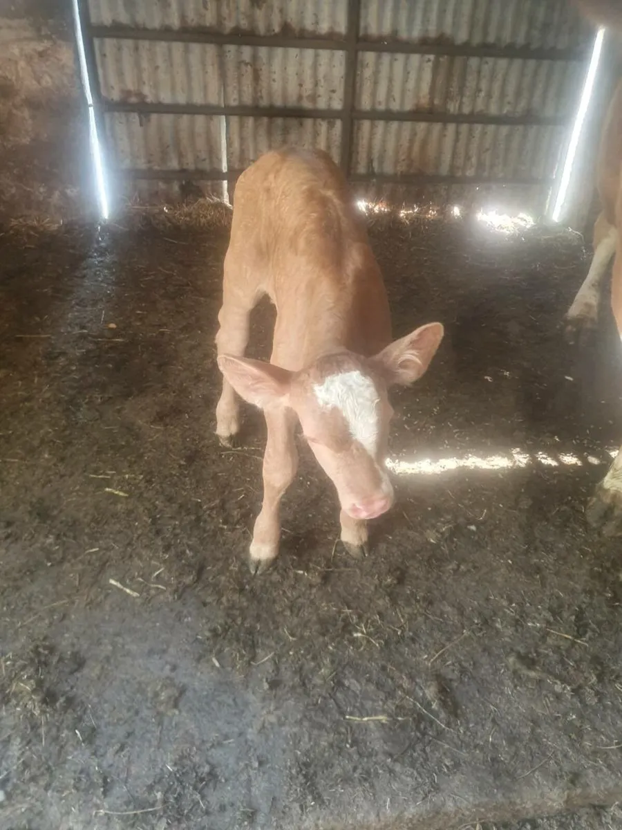 Suck Calf - Image 3