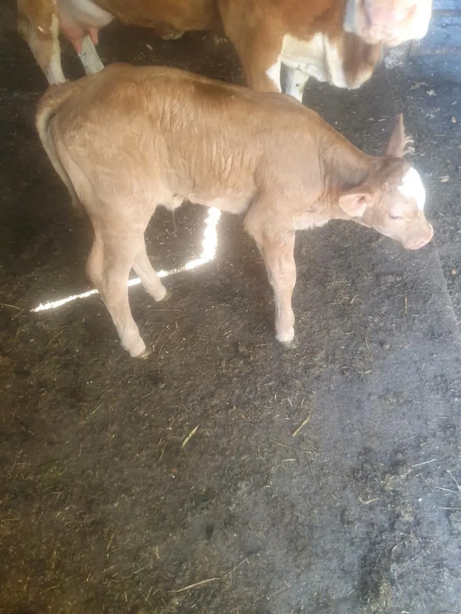 Suck Calf - Image 4