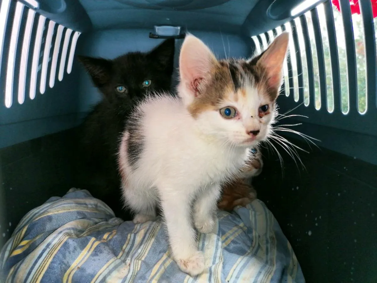 Kittens - Image 3