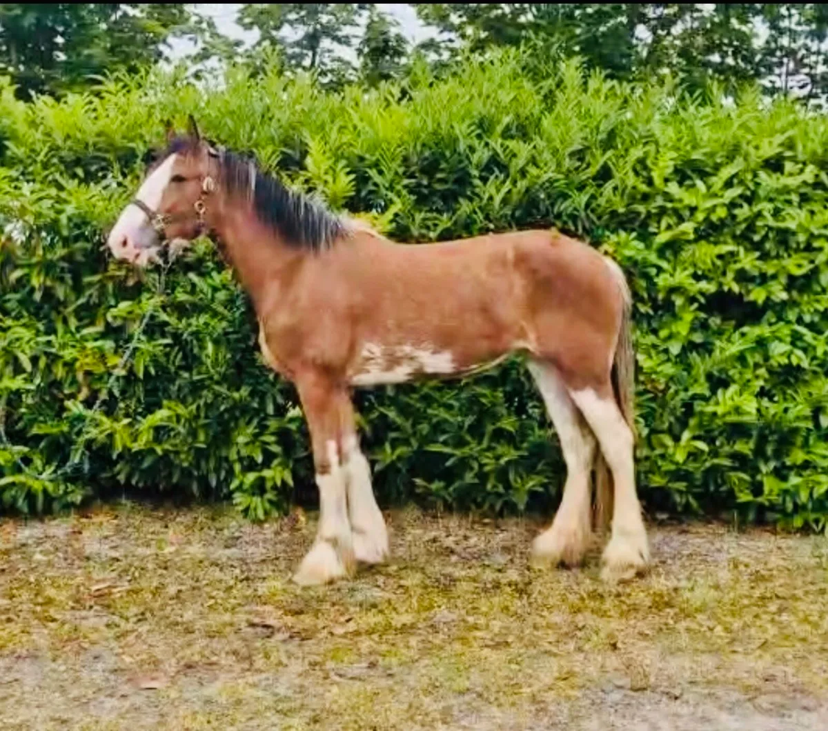 Clydesdale filly - Image 1