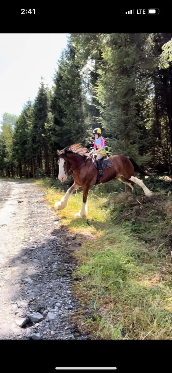 Clydesdale filly - Image 4