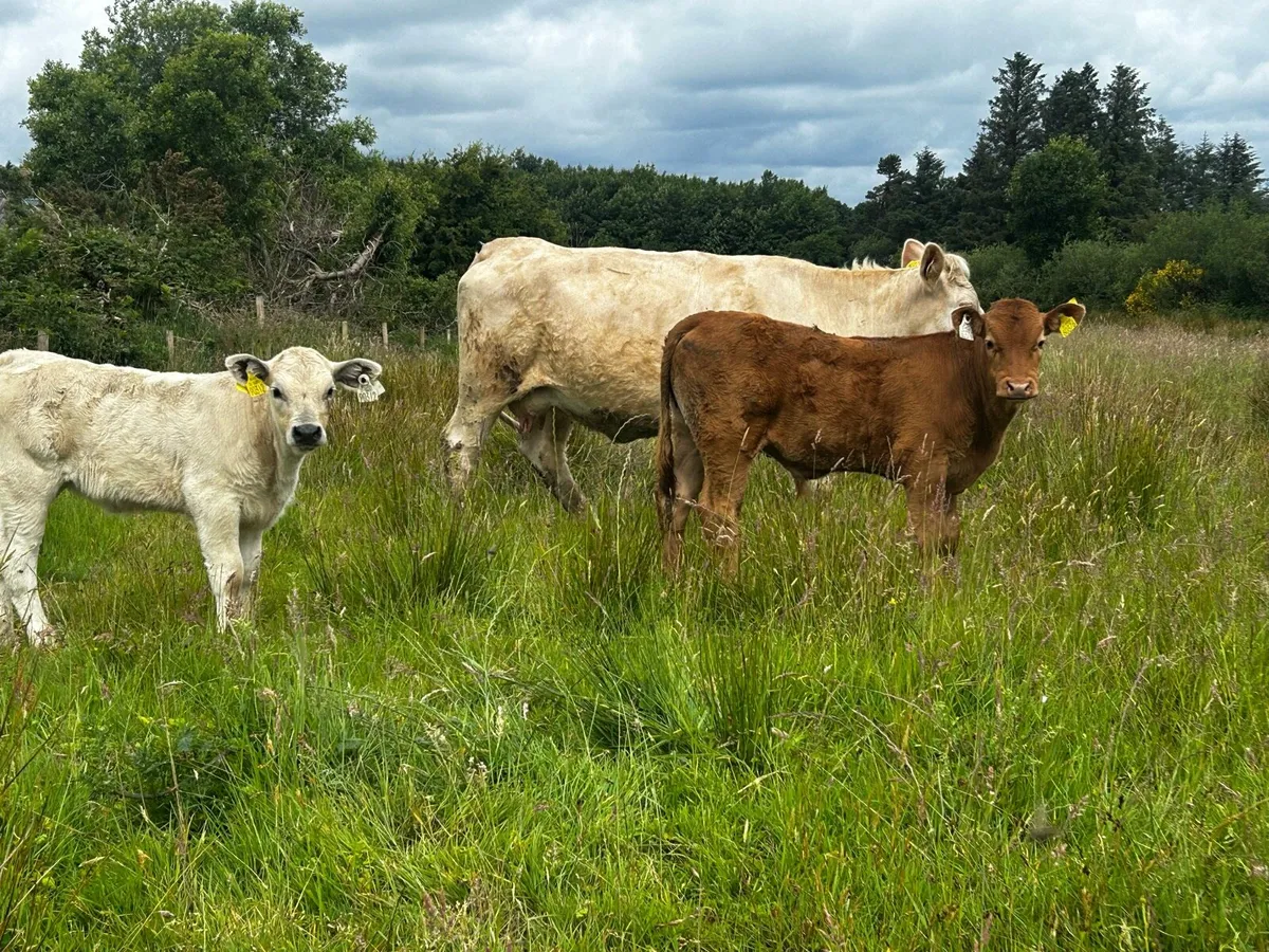Two First Calvers With Calfs At Foot - Image 2