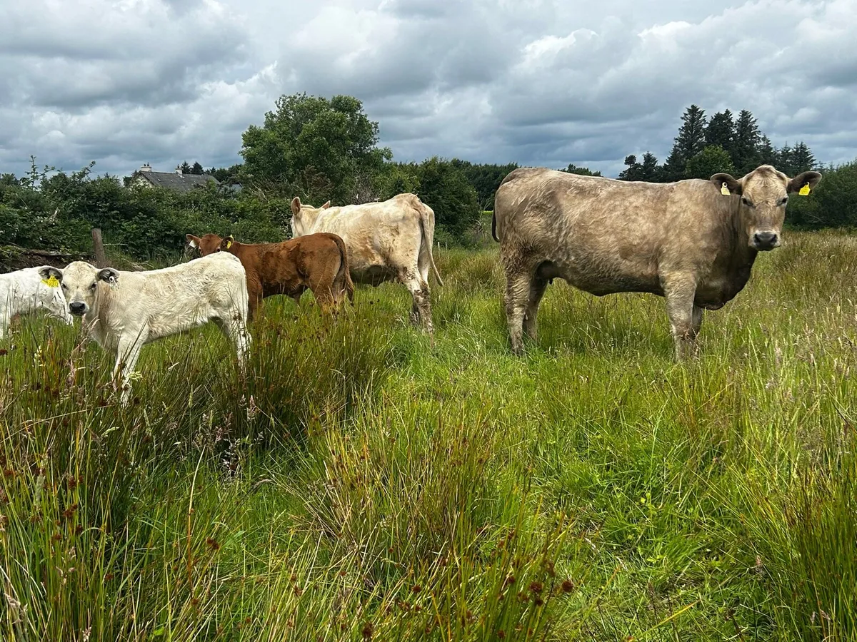 Two First Calvers With Calfs At Foot - Image 1