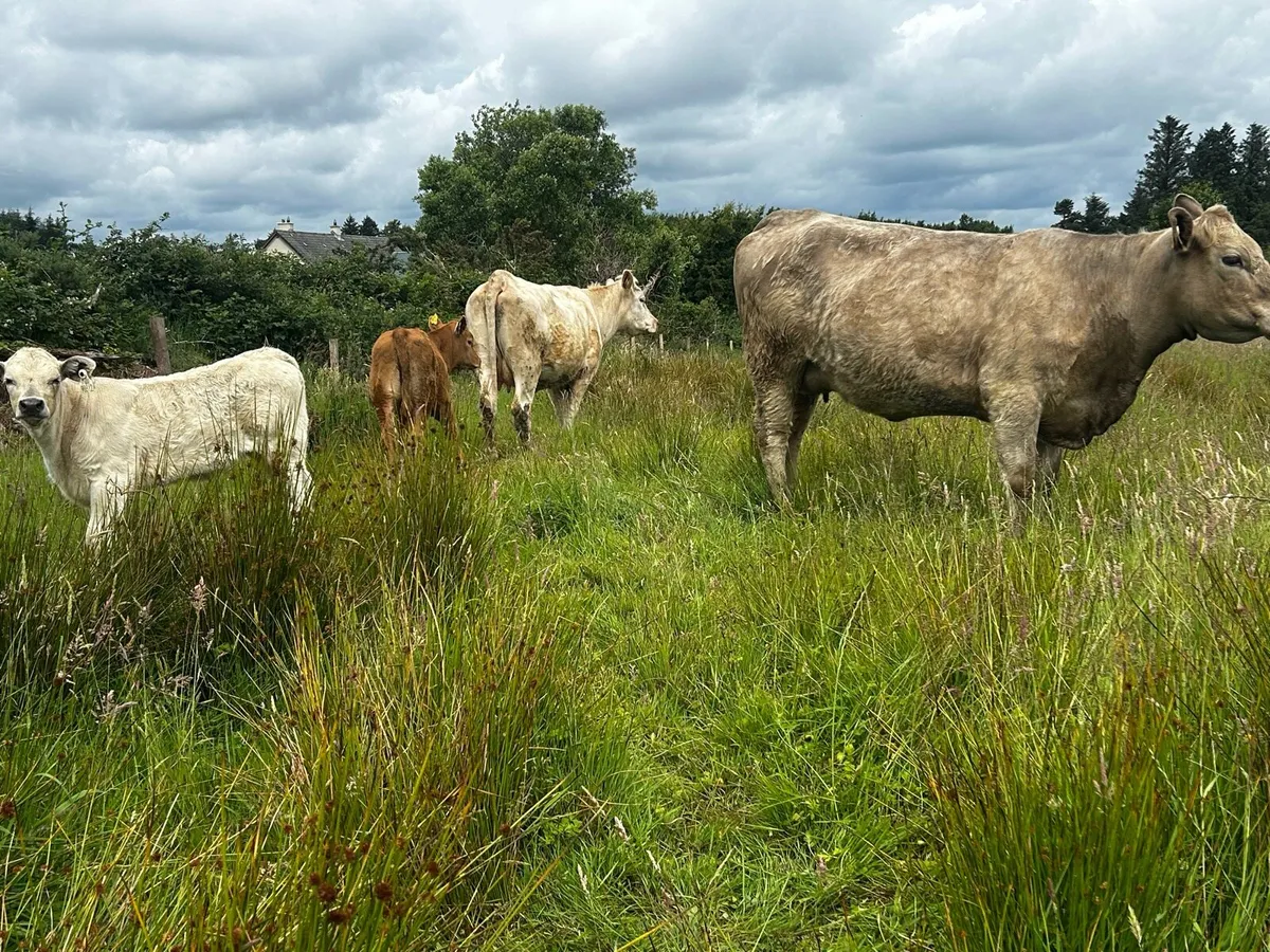 Two First Calvers With Calfs At Foot - Image 3
