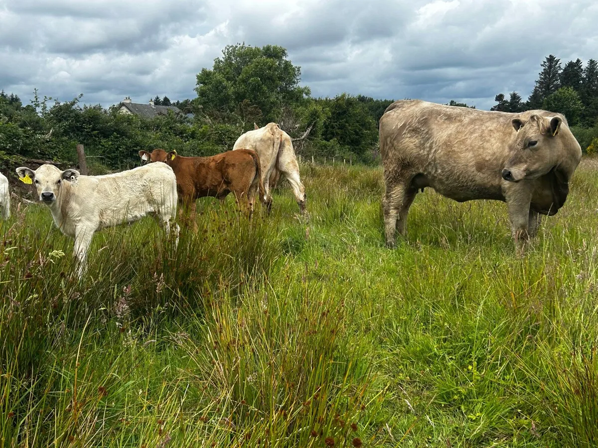 Two First Calvers With Calfs At Foot - Image 4