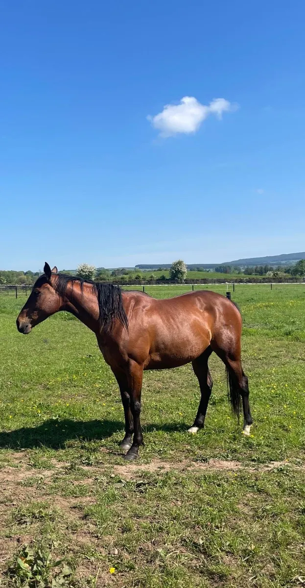 Thoroughbred horse - Image 3
