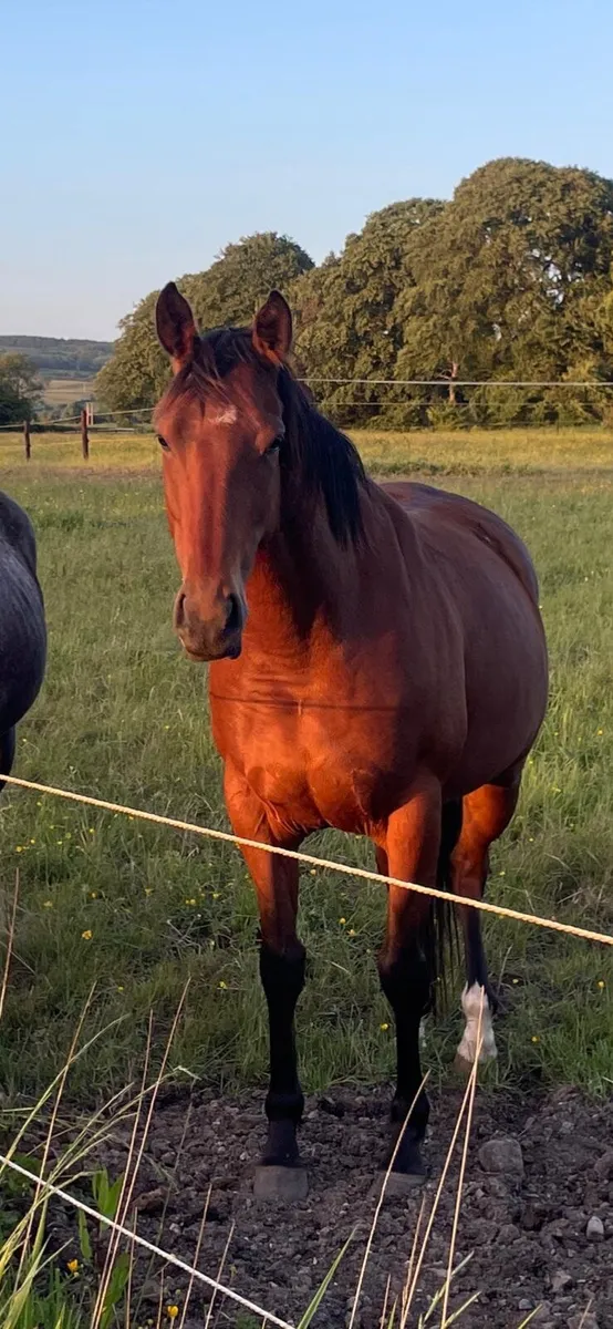 Thoroughbred horse - Image 4