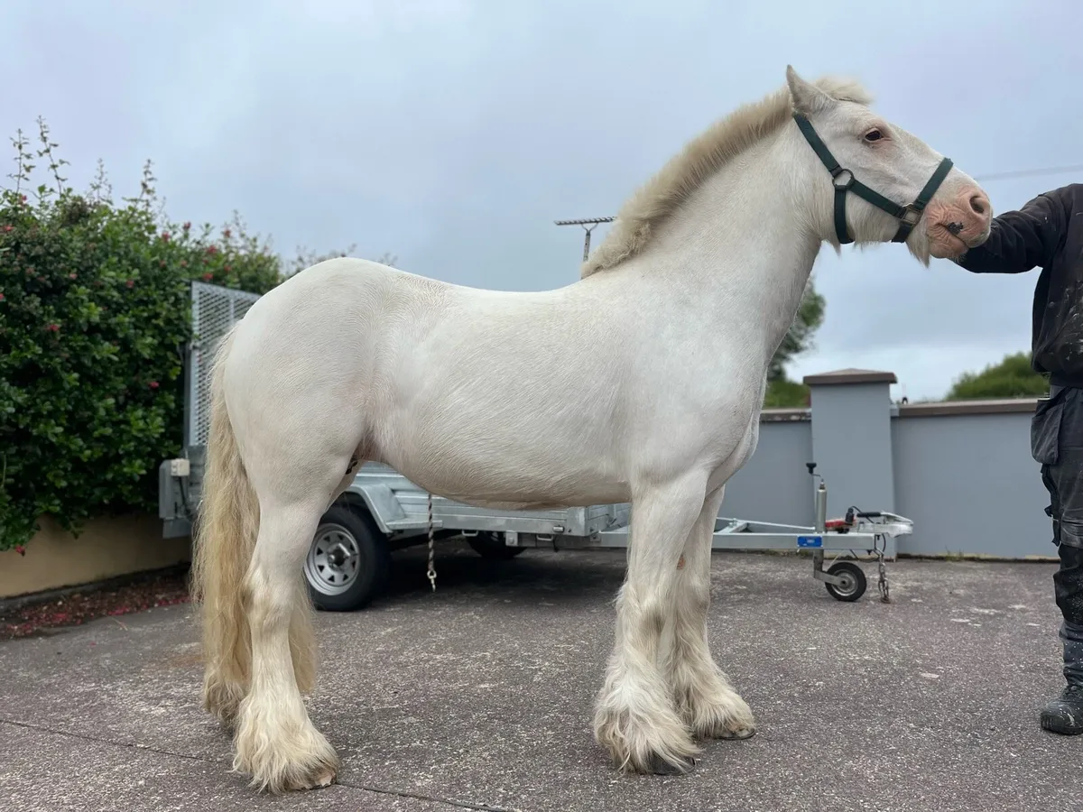 Cob pony 13hh, quite, safe, child beginner pony - Image 1