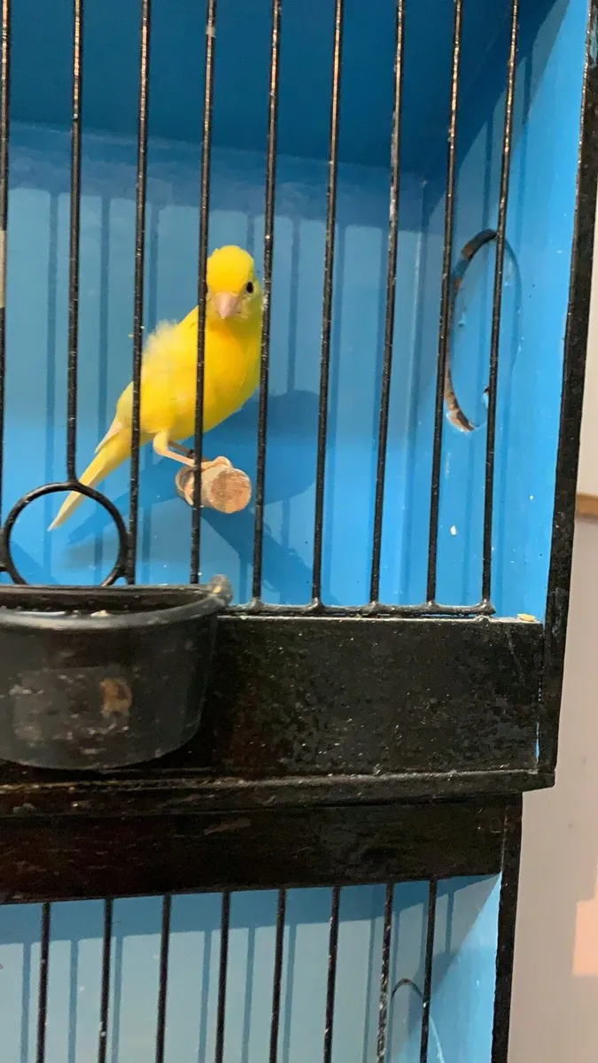 Canary - Image 1