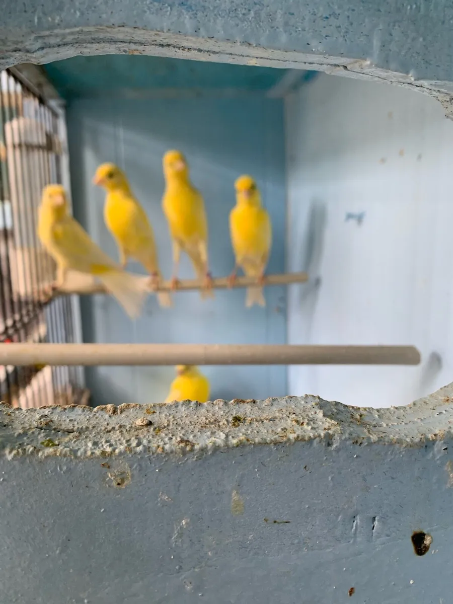 Canary - Image 2