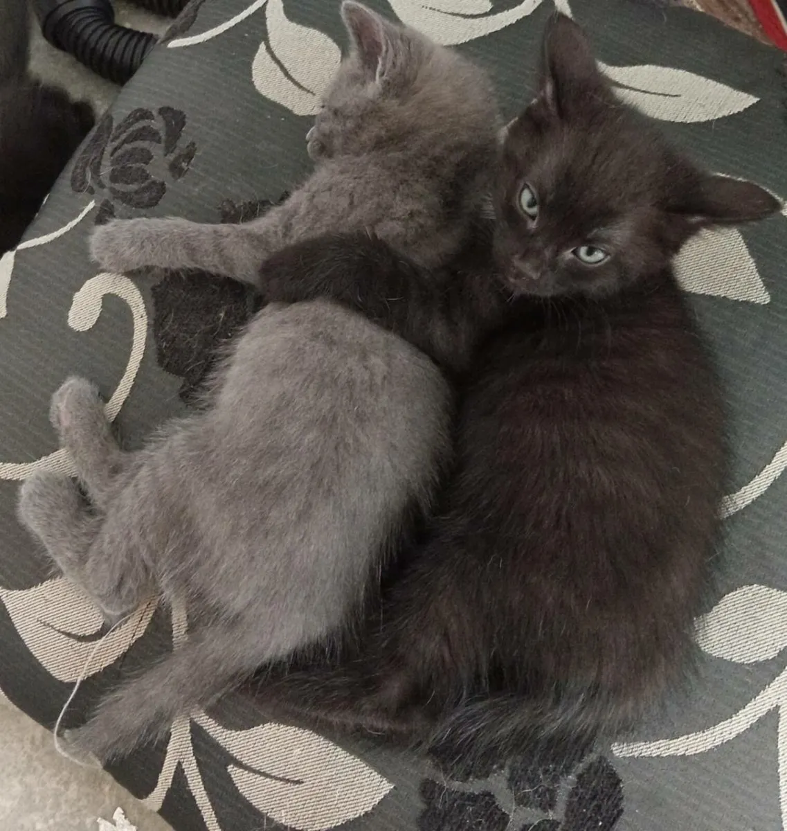 **Only black Male Left**Beautiful kittens - Image 2