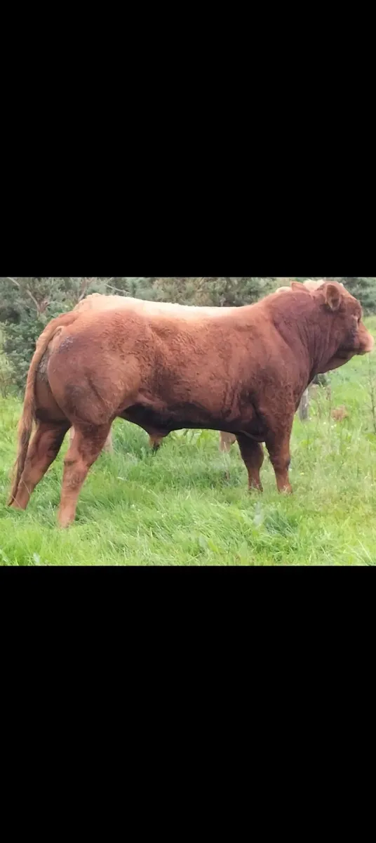 Limousine bull - Image 4