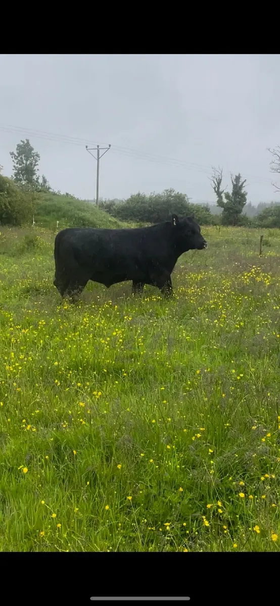 Purebred Angus Bull - Image 1