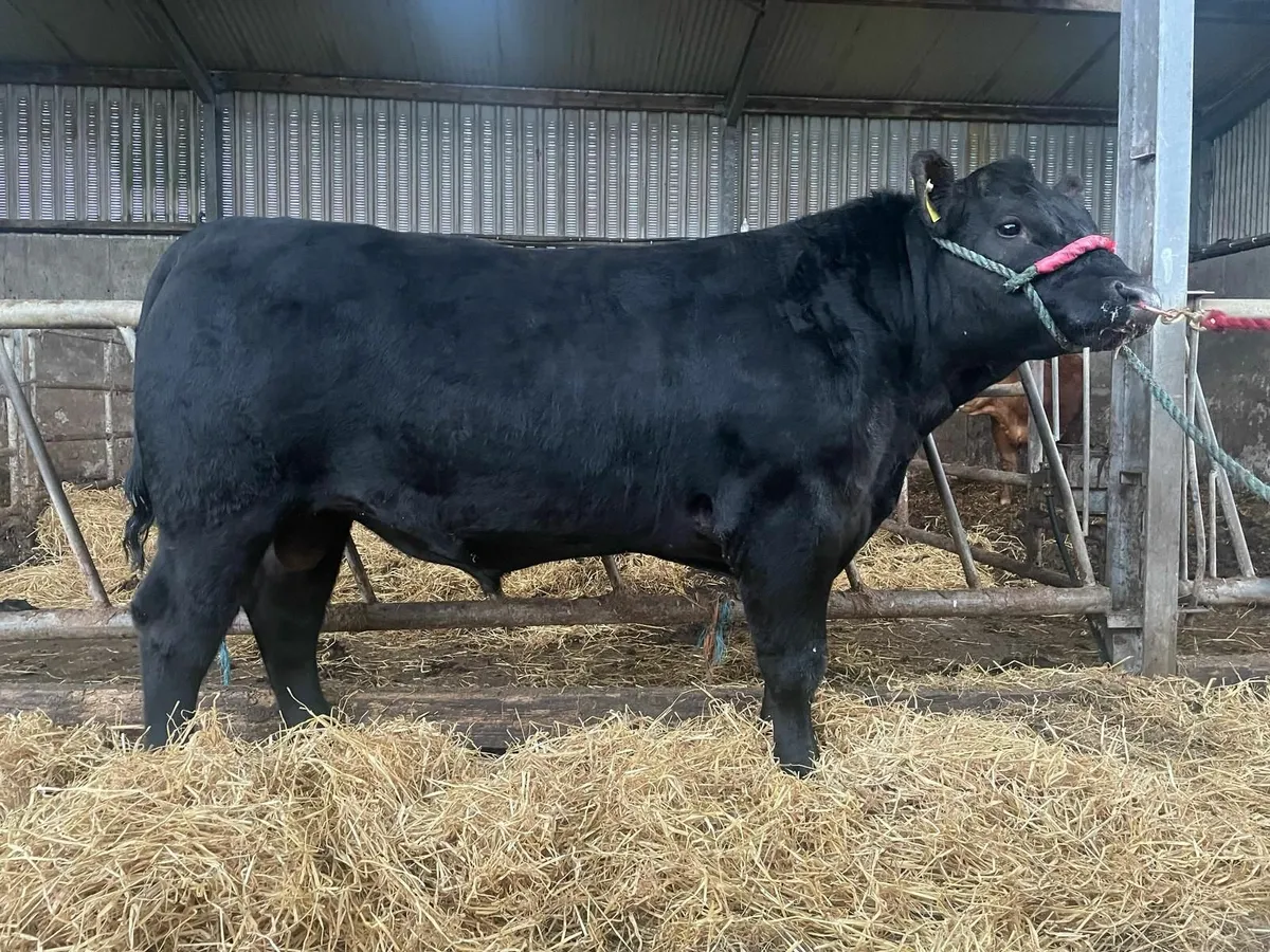 Purebred Angus Bull - Image 2