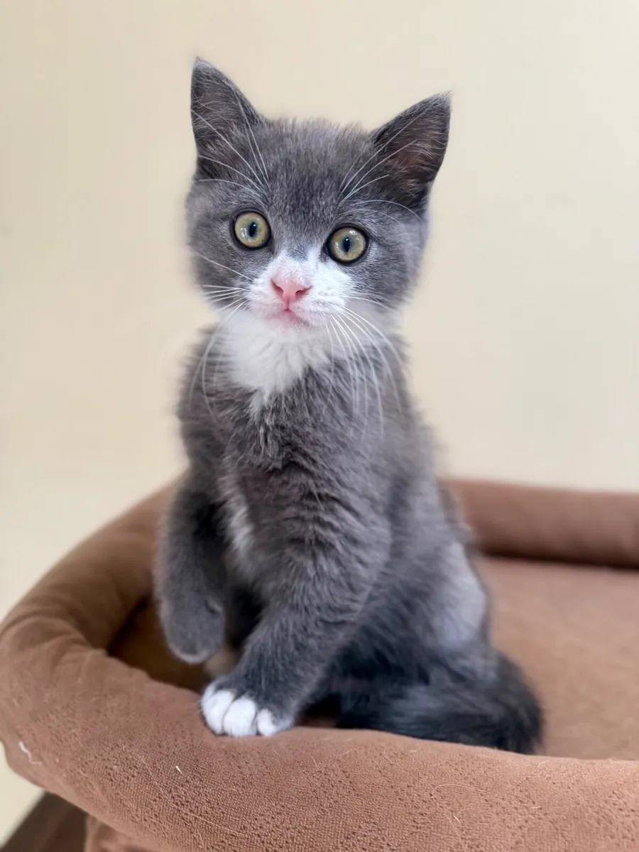 Cat - Image 1