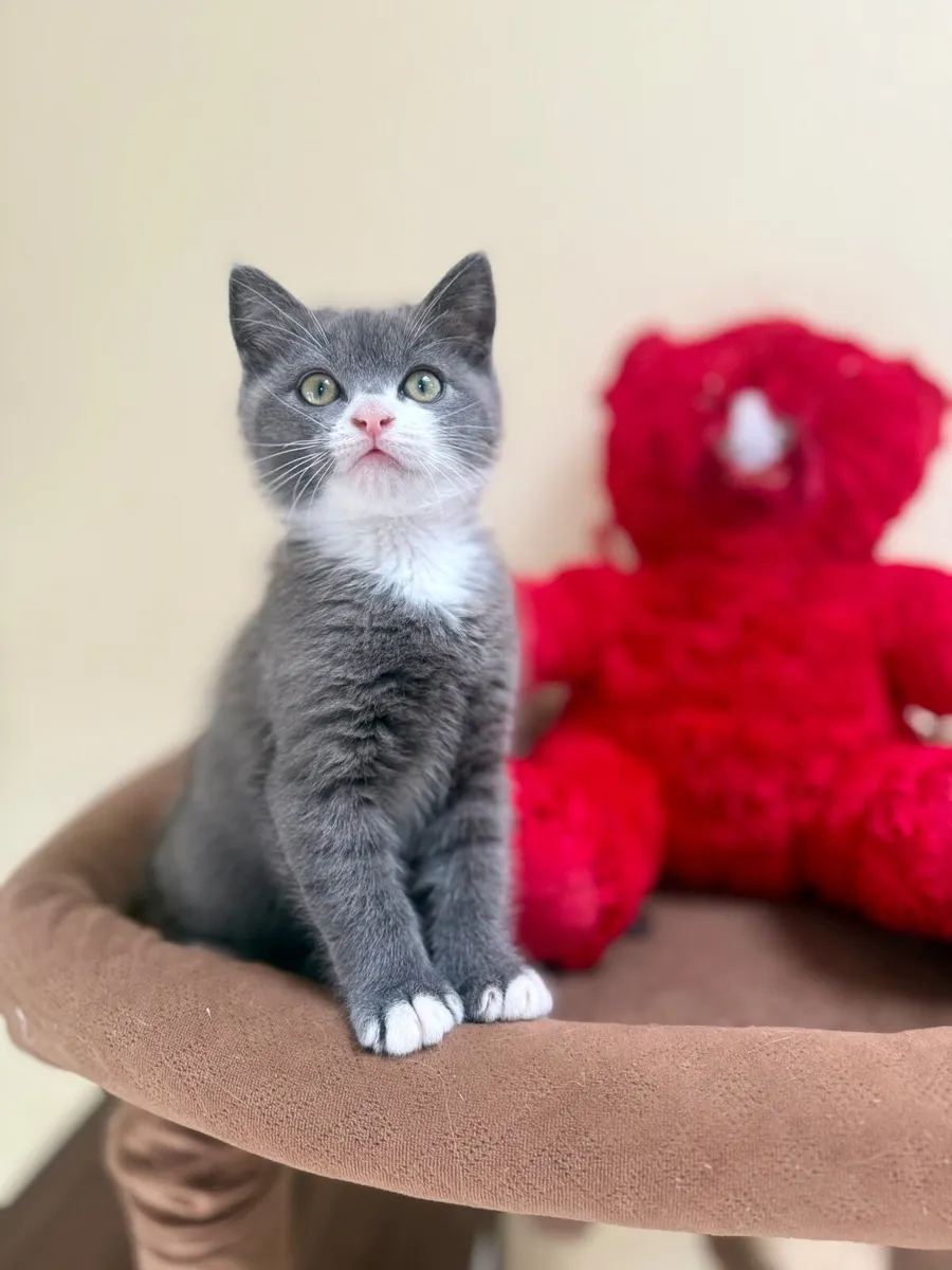 Cat - Image 3