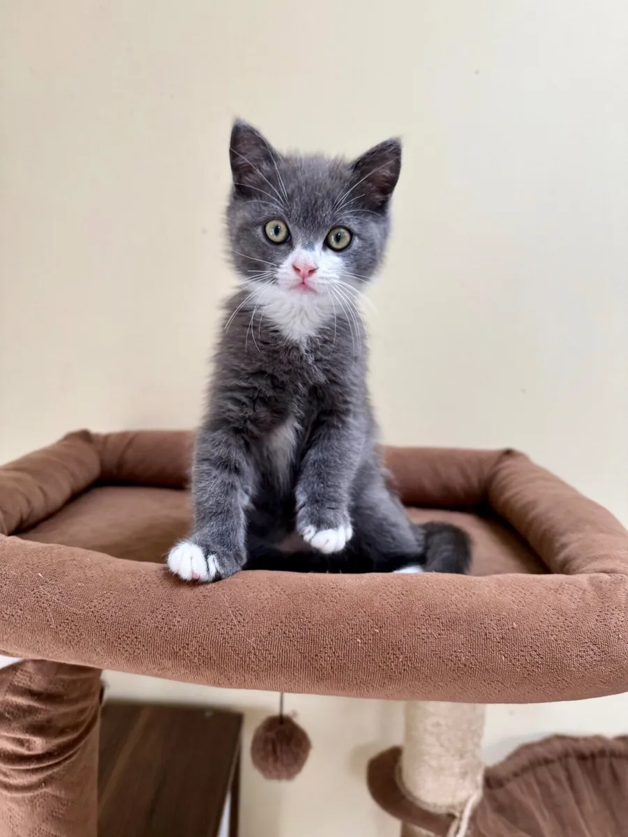 Cat - Image 4