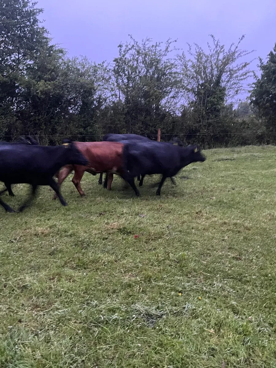 Angus heifers - Image 3