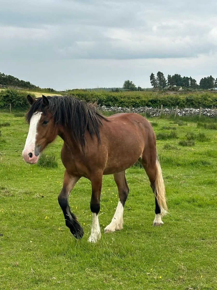 2 fillies - Image 4