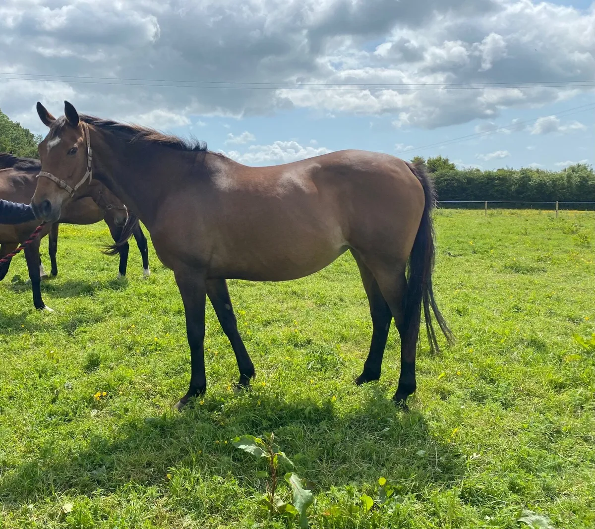 Winning Mahler Broodmare - Image 1